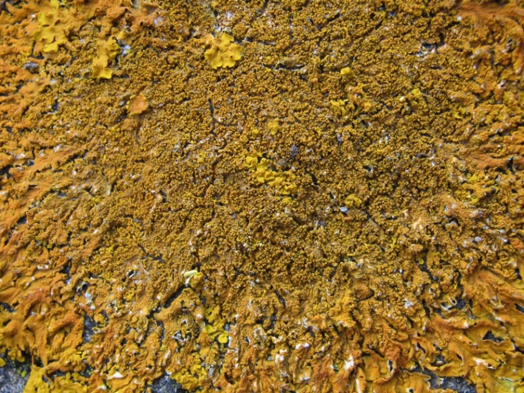 Xanthoria calcicola?